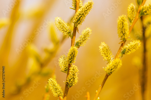 Yellow flowers on the branches of willow