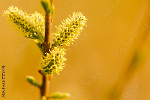 Yellow flowers on the branches of willow © schankz