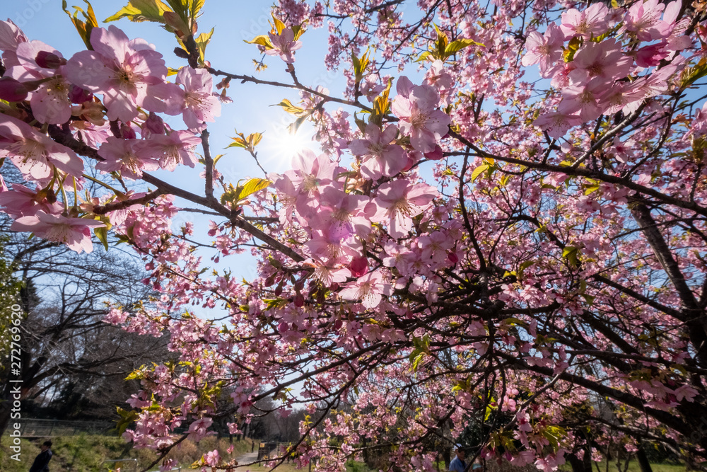 桜 桜