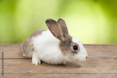 cute white and brown easter bunny rabbit on wood and green nature background
