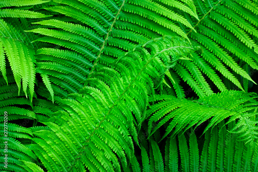 Beautiful green fern leaves natural background Beautiful green fern leaves natural background