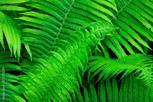 Beautiful green fern leaves natural background