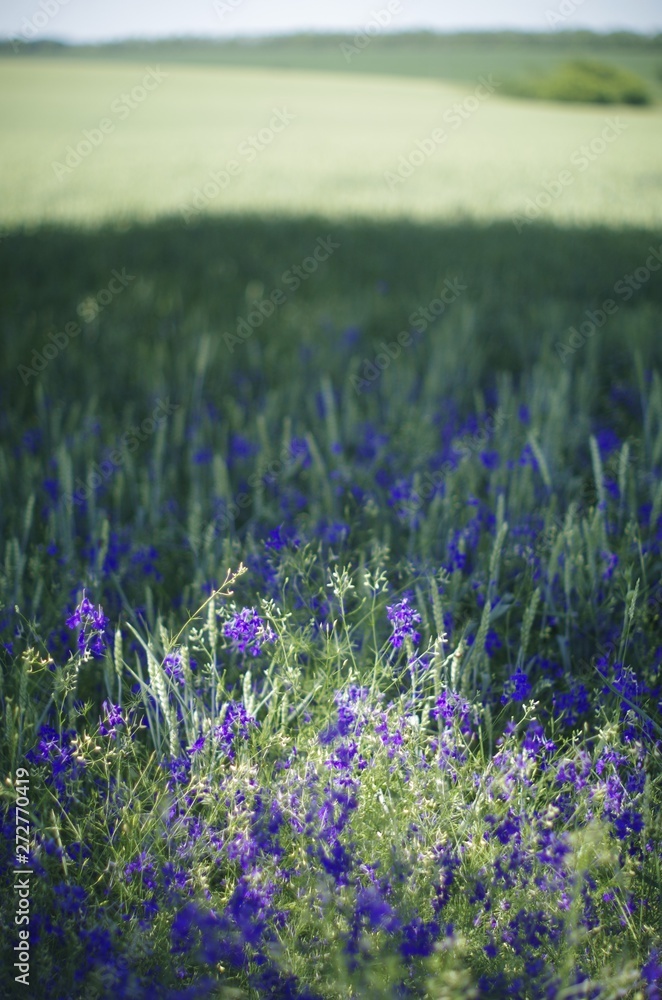  field of bright blue flowers