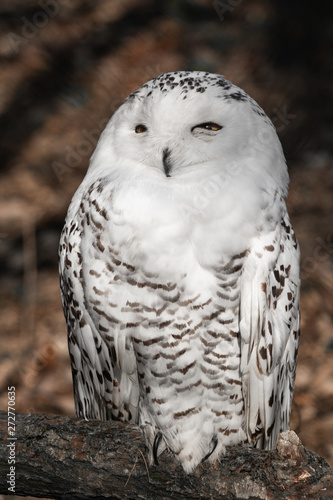 beautiful portrait of snowy owl