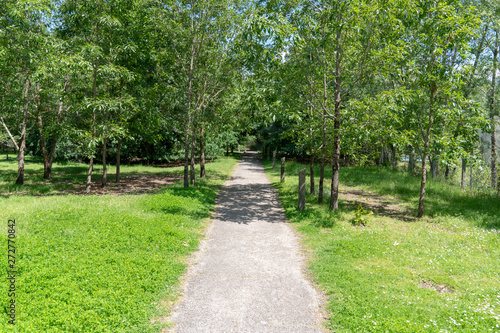 Fototapeta Naklejka Na Ścianę i Meble -  twisting path in the park trees alley