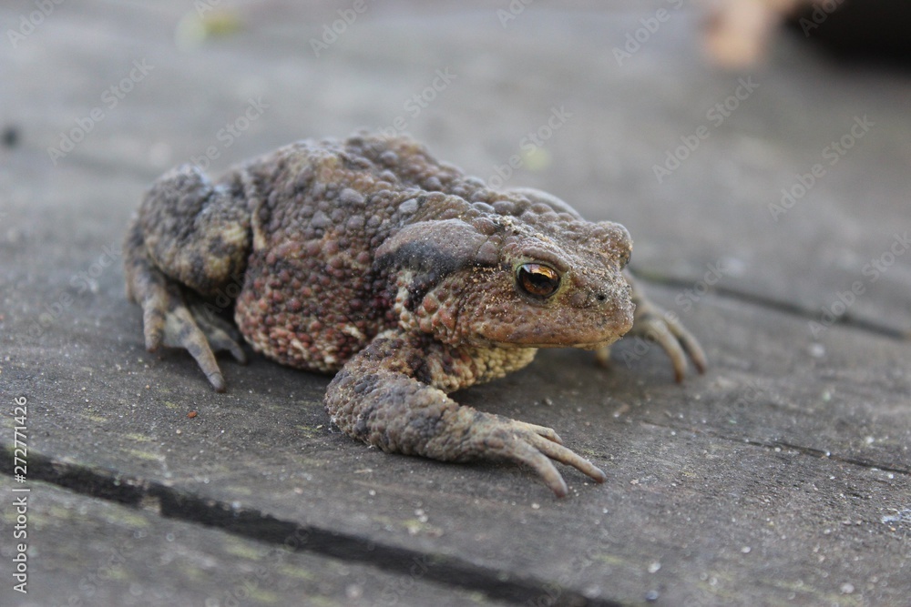 Obraz premium frog