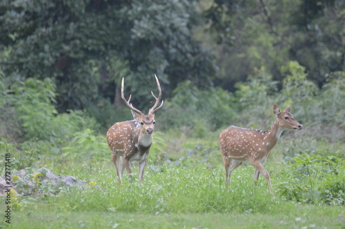 Deer in Forest 