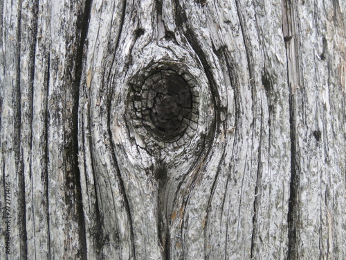 tree knothole close-up