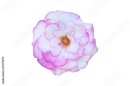 One beautiful whole blossom head of rose with lot of leaves double color isolated on white background