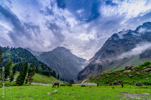 Wild horses pasturing in beautiful mountain view Kashmir state, India
