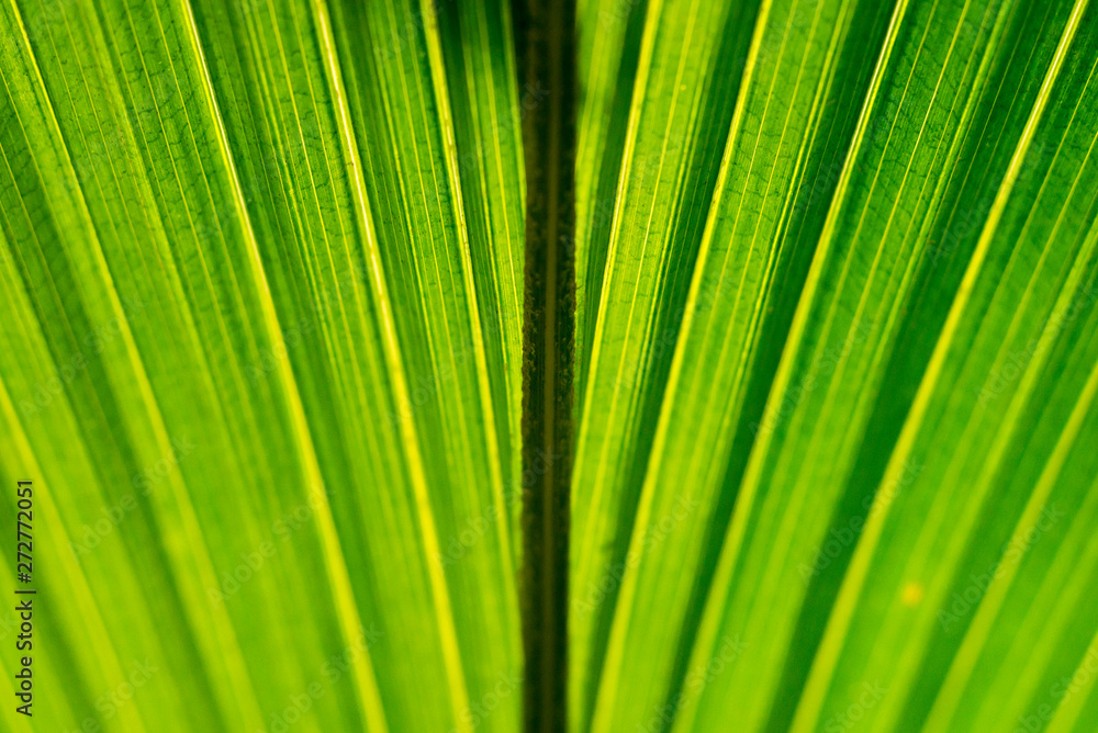 Coconut leaf, light and shadow, abstract Coconut leaf, light and shadow, abstract