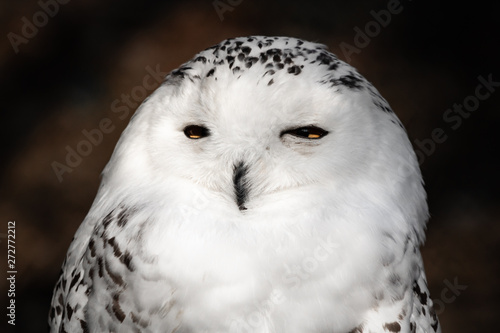 beautiful portrait of snowy owl