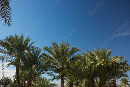 palm trees top branches in park outdoor tropic green natural environment photography foreshortening from below on blue sky background 