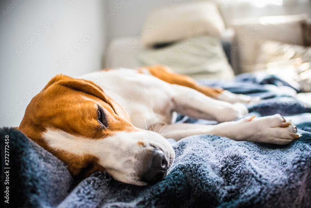 Beagle dog sleeping at home on the sofa