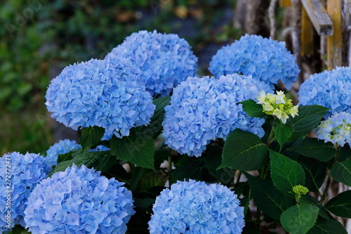 Blaue Hortensie, Hydrangea photo