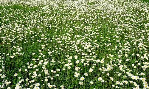 Beautiful summer flower meadow with white flowers,Daisy flowers. Symphyotrichum ericoides (syn. Aster ericoides), known as white heath aster, white aster or heath aster. White meadow flower background