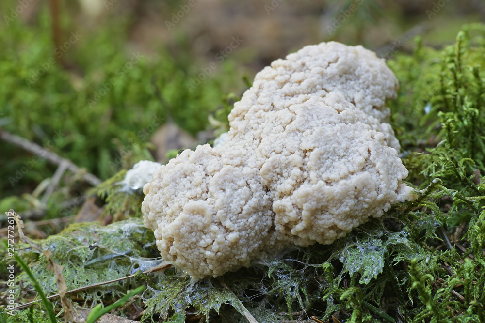 Enteridium lycoperdon, the False Puffball slime mold entering its sprorangial phase Enteridium lycoperdon, the False Puffball slime mold entering its sprorangial phase