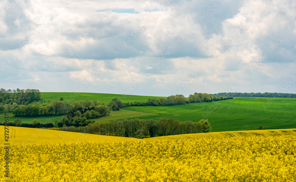 yellow field and cloudy sky yellow field and cloudy sky