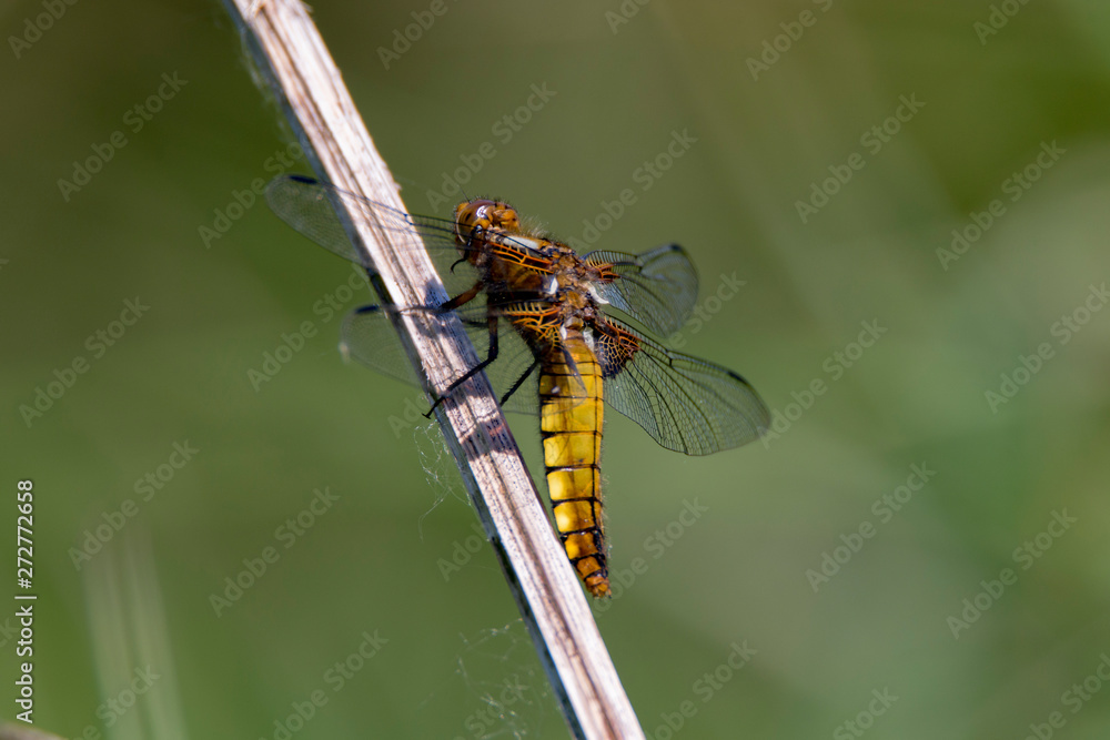 Broad Bodied Chaser Dragonfly at rest on stalk in the summer sunshine, Cornwall, UK Broad Bodied Chaser Dragonfly at rest on stalk in the summer sunshine, Cornwall, UK