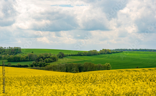 yellow field and cloudy sky