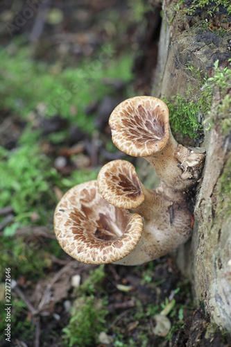 Polyporus squamosus aka Cerioporus squamosus, known as dryad's saddle and pheasant's back mushroom