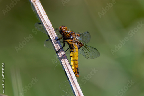 Broad Bodied Chaser Dragonfly at rest on stalk in the summer sunshine, Cornwall, UK © stevie_uk