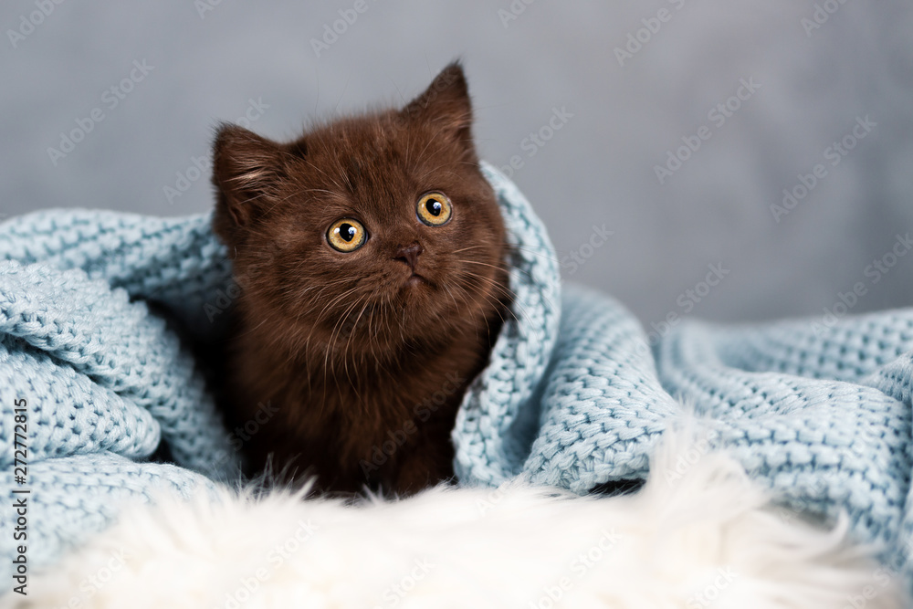 Chocolate BKH Kitten unter blauer Decke
