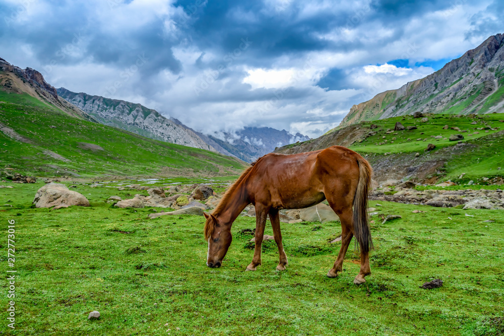 Wild horse pasturing in beautiful mountain view Kashmir state, India