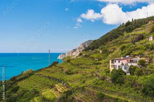 Scenic view over traditional Italian houses above Vernazza village and the terraced vineyards spread along the Ligurian coastline in Cinque Terre, Italy. photo