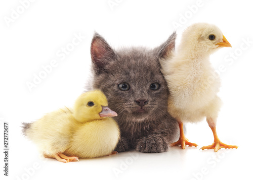 Kitty chicken and duck.