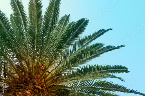 Tropical palm tree, bottom view