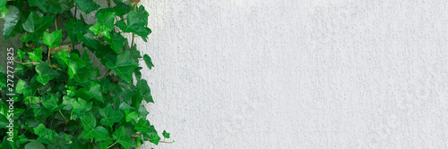 A green climbing plant on a plastered wall, an empty wide space. Concept background