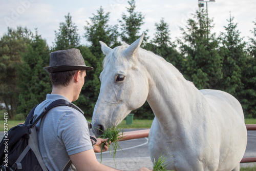 A guy standing with his back is feeding of grass a young white beautiful horse at sunset in the summer
