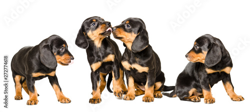 Four cute puppies breed Slovakian Hund together isolated on white background © sonsedskaya