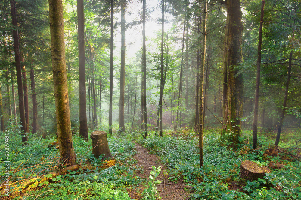 Path through the fir forest, natural outdoor background Path through the fir forest, natural outdoor background