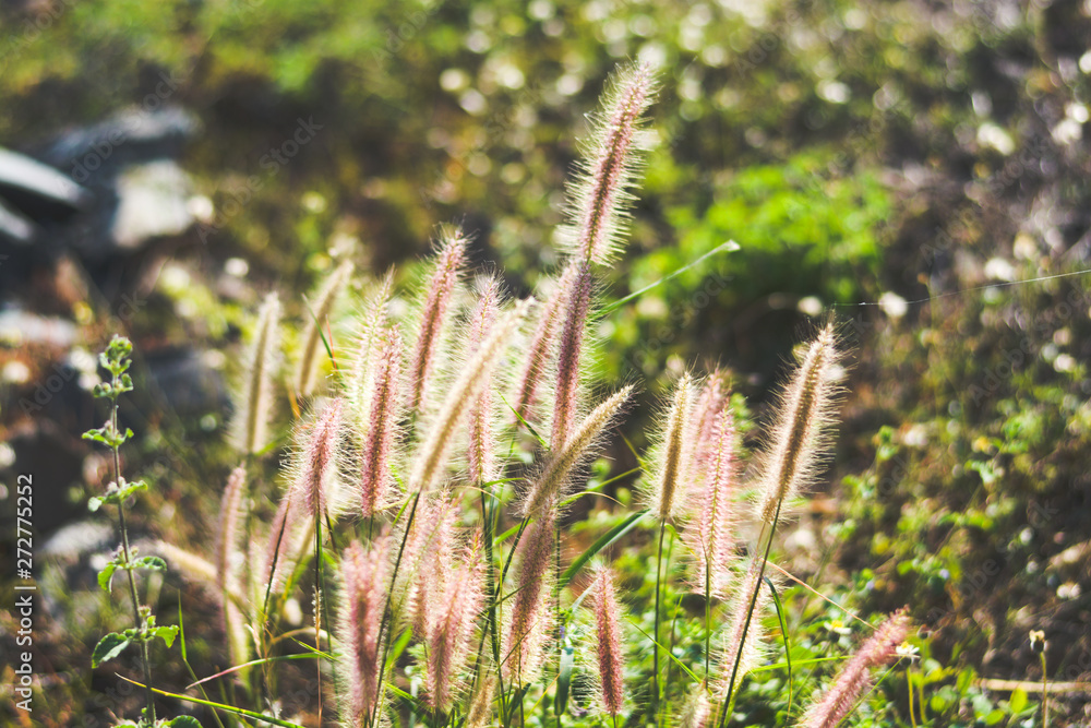 grass in the garden grass in the garden