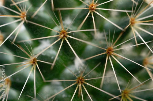 beautiful close up of cactus