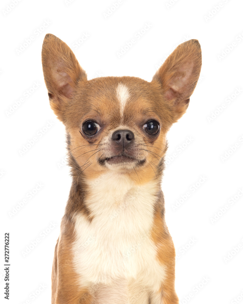 Funny brown Chihuahua with big ears