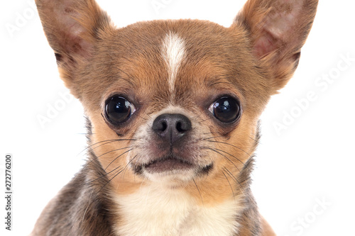 Fototapeta Naklejka Na Ścianę i Meble -  Funny brown Chihuahua with big ears