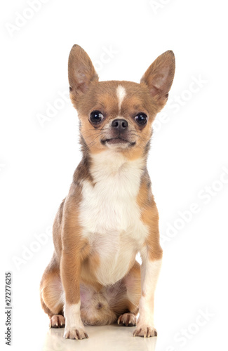 Funny brown Chihuahua with big ears © Gelpi