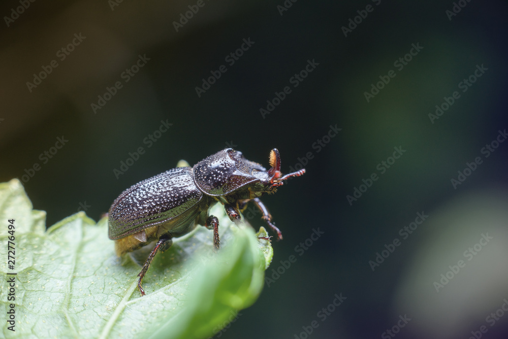 Naklejka premium A large black beetle on a green leaf. Macro photography of insects, copy space, selective focus.