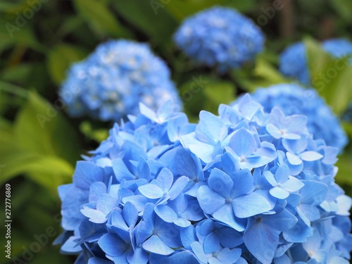 晴れた日のアジサイの花 初夏