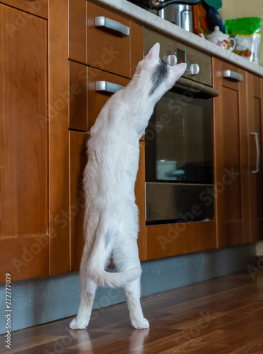 A beautiful white cat peeks into the kitchen looking for food on its hind legs.
