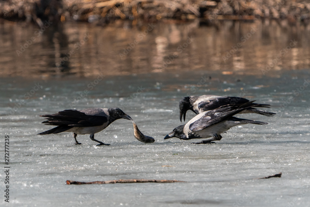 Fototapeta premium Crow birds on the ice divide the fish feed