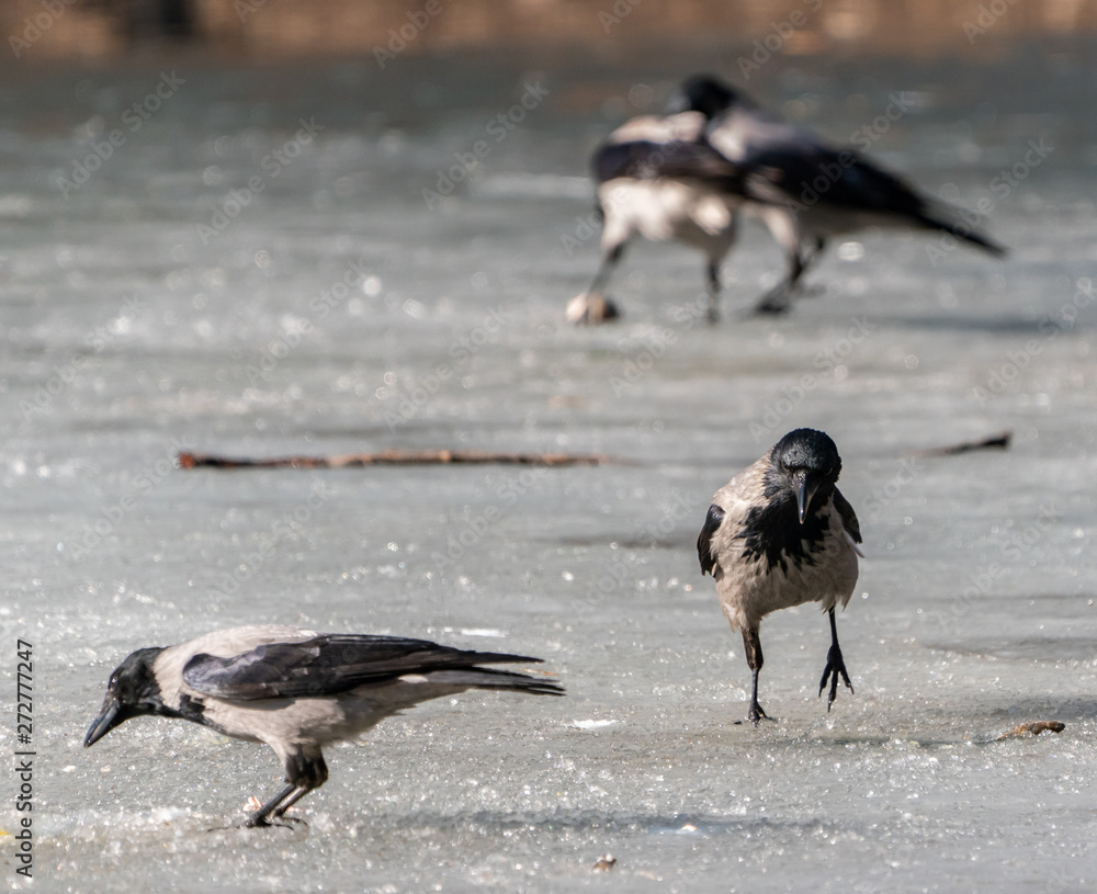 Fototapeta premium Crow birds on the ice divide the fish feed