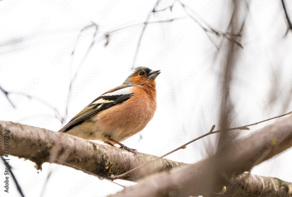Bird Chaffinch sits on a branch in the park Bird Chaffinch sits on a branch in the park