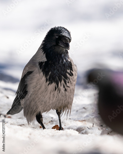 Crow bird stands in the snow on the road