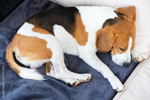 Beagle dog sleeping outdoors on a garden sofa
