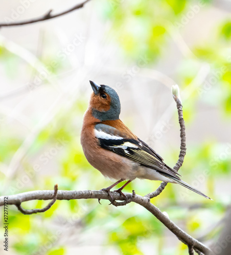Bird Chaffinch sits on a branch in the park