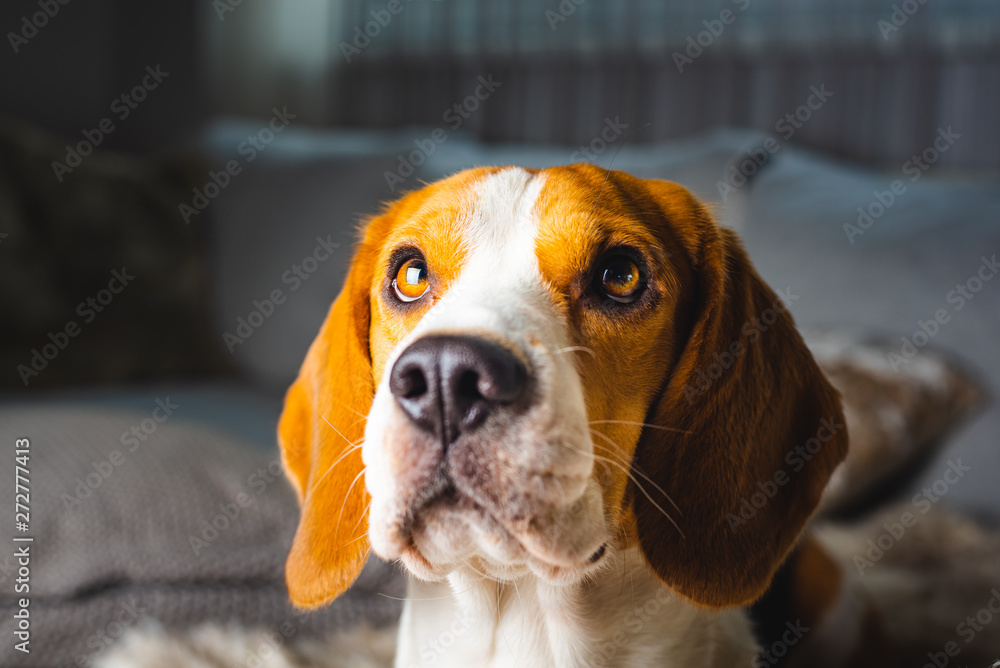 Dog beagle breed head shoot portrait